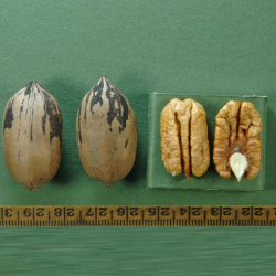 Pekano riešutmedis - Carya illinoinensis JAMES EARLY