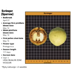 Juodasis riešutmedis - Juglans nigra SPARROW (Scrimger)