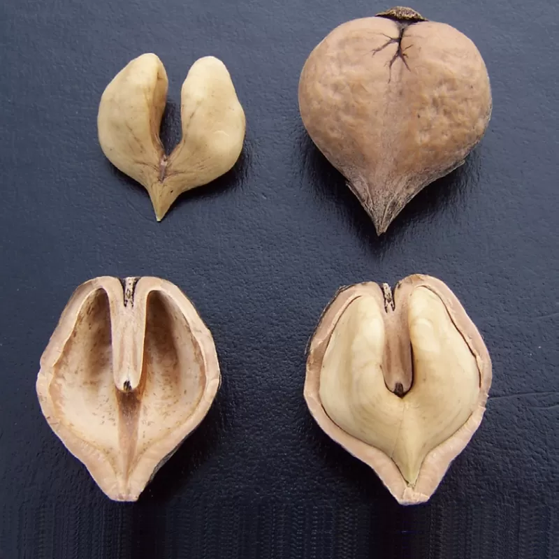 Japoninis širdžiavaisis riešutmedis - Juglans ailantifolia x cordiformis CHAR