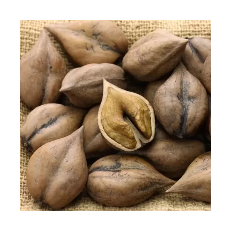 Juodųjų riešutmedžių sodinukai su pristatymu į namus