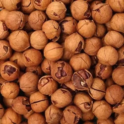 Baltoji karija - Carya ovata WESSCHKE