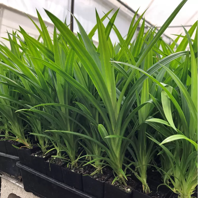 Amarilinis pandanas - Pandanus amaryllifolius