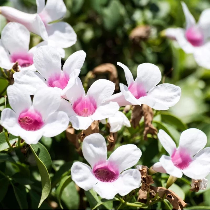 Pandorea jasminoides
