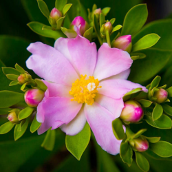 Pereskia grandiflora