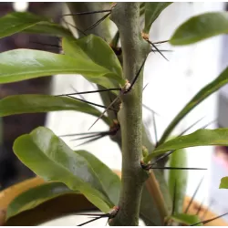Pereskia grandiflora