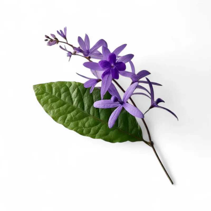 Petrea volubilis