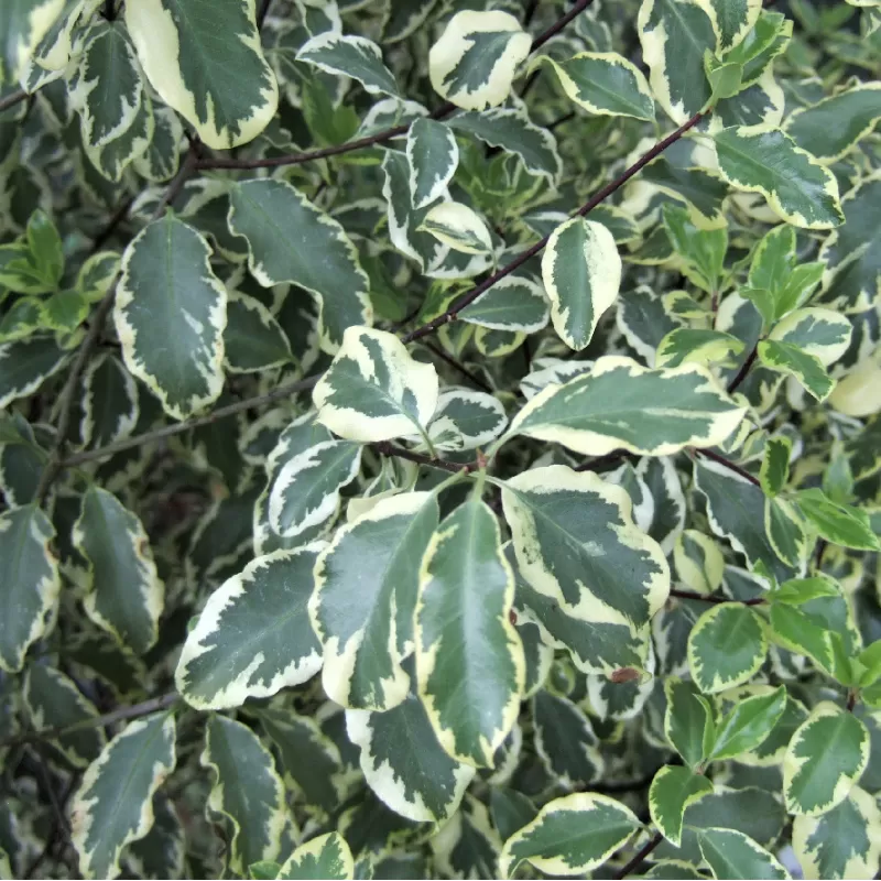 copy of Pittosporum tobira