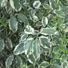 copy of Pittosporum tobira