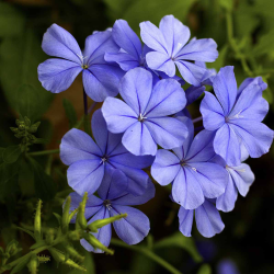 Afrikinis Pliumbagis  - Plumbago auriculata