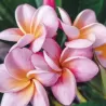 Plumeria rubra DIVINE