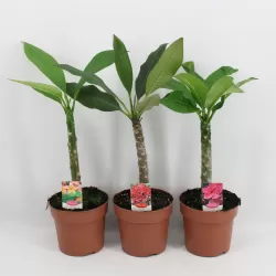 Jostras - Plumeria rubra JJ MINI WHITE