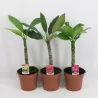 Jostras - Plumeria rubra JJ MINI WHITE