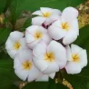 Jostras - Plumeria rubra JJ MINI WHITE
