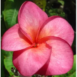 Plumeria rubra SUPER ROUND