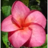 Plumeria rubra SUPER ROUND