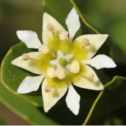 Quillaja saponaria