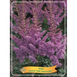 Astilbė - Astilbe chinensis Little Visions in Pink ® P11