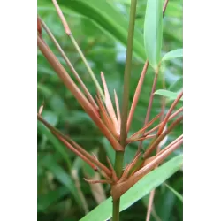 Skėtinis bambukaitis - Fargesia dracocephala Rufa
