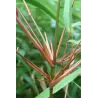 Skėtinis bambukaitis - Fargesia dracocephala Rufa