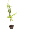 Rudeninė alyva - Heptacodium miconioides