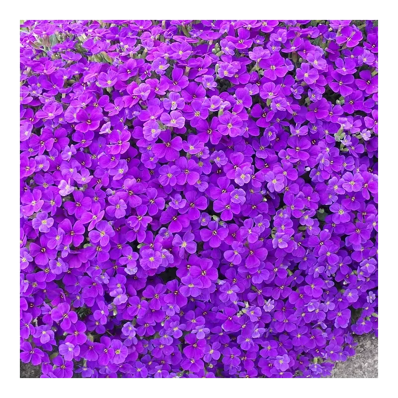 Daugiametės gėlės internetu su pristatymu į namus