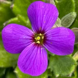 Daugiametės gėlės internetu su pristatymu į namus