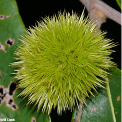 Krūminis kaštainis - Castanea pumila MILLER