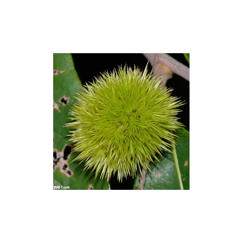 Castanea pumila MILLER