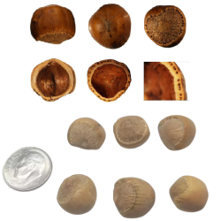 Sibirinis lazdynas (skiepytas į turkinį lazdyną) - Corylus heterophylla BELMONTE