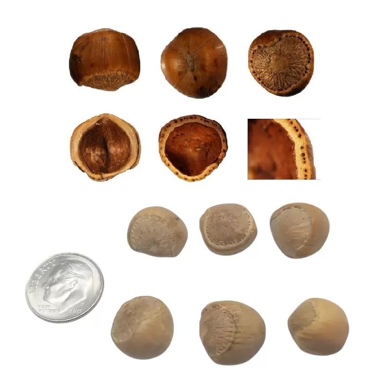 Sibirinis lazdynas (skiepytas į turkinį lazdyną) - Corylus heterophylla BELMONTE