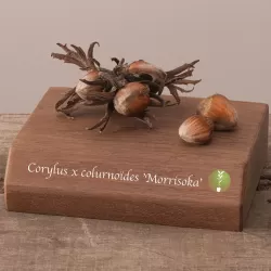 Corylus colurnoides MORRISOKA (grafted onto C. colurna)