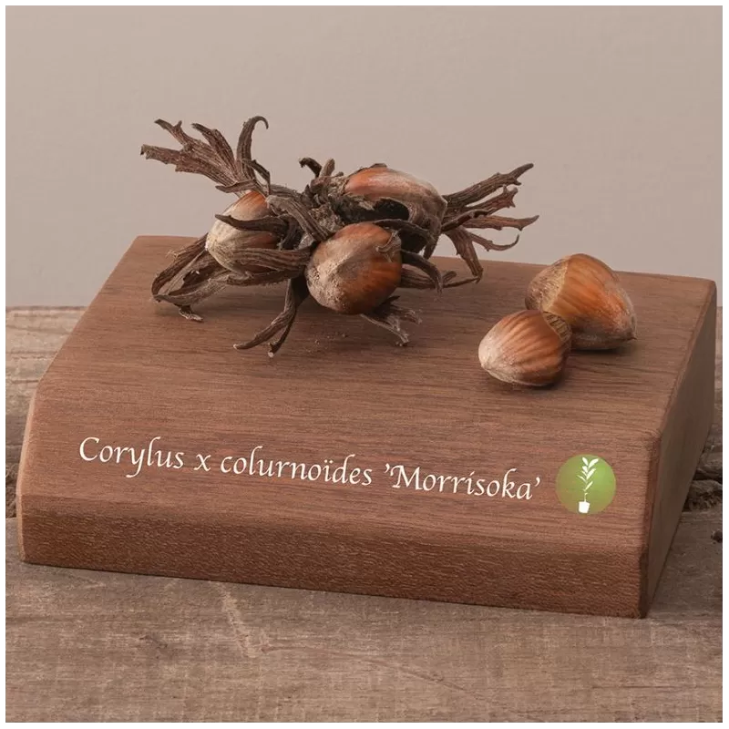 Corylus colurnoides MORRISOKA (grafted onto C. colurna)