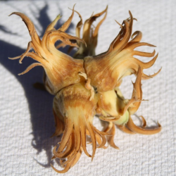 Lazdynas (skiepytas į turkinį lazdyną) - Corylus colurnoides DUNDEE