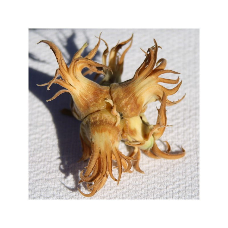 Corylus colurnoides DUNDEE (grafted onto C. colurna)