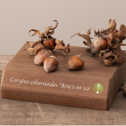 Lazdynas (skiepytas į turkinį lazdyną) - Corylus colurnoides ARIES NR10
