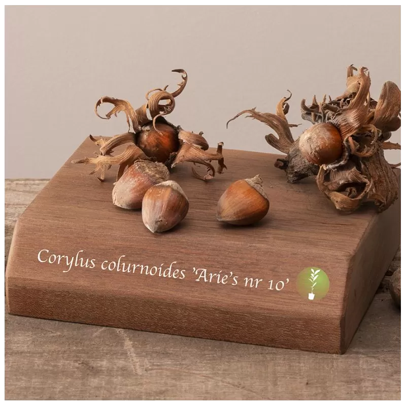 Lazdynas (skiepytas į turkinį lazdyną) - Corylus colurnoides ARIES NR10