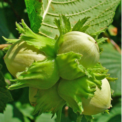 Corylus avellana WEISSFRUEHTIGE FILBERT (grafted onto C. colurna)