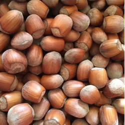 Lazdynas (skiepytas į turkinį lazdyną) - Corylus avellana SAN GIOVANNI