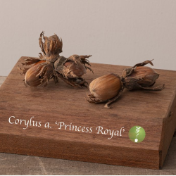 Corylus avellana PRINCES ROYAL (grafted onto C. colurna)