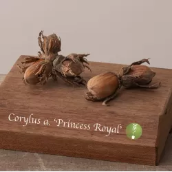 Lazdynas (skiepytas į turkinį lazdyną) - Corylus avellana PRINCES ROYAL