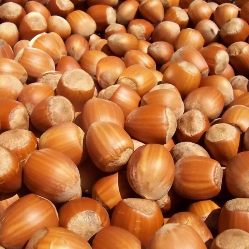 Lazdynas (skiepytas į turkinį lazdyną) - Corylus avellana PIERSON PROLIFIC