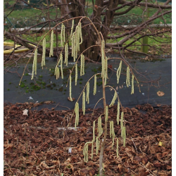 Corylus avellana PENDULA (grafted onto C. colurna)