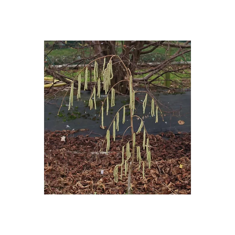 Lazdynas (skiepytas į turkinį lazdyną) - Corylus avellana PENDULA