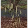 Corylus avellana PENDULA (grafted onto C. colurna)
