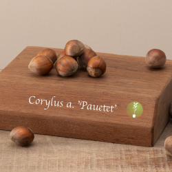 Lazdynas (skiepytas į turkinį lazdyną) - Corylus avellana PAUETET