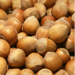 Lazdynas (skiepytas į turkinį lazdyną) - Corylus avellana NEUE RIESEN