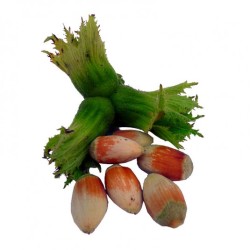 Lazdynas (skiepytas į turkinį lazdyną) - Corylus avellana LOUIS BERGER