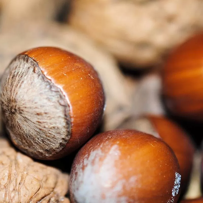 Lazdynas (skiepytas į turkinį lazdyną) - Corylus avellana LOMBARDII