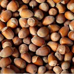 Corylus avellana LANGE SPAANSE (grafted onto C. colurna)