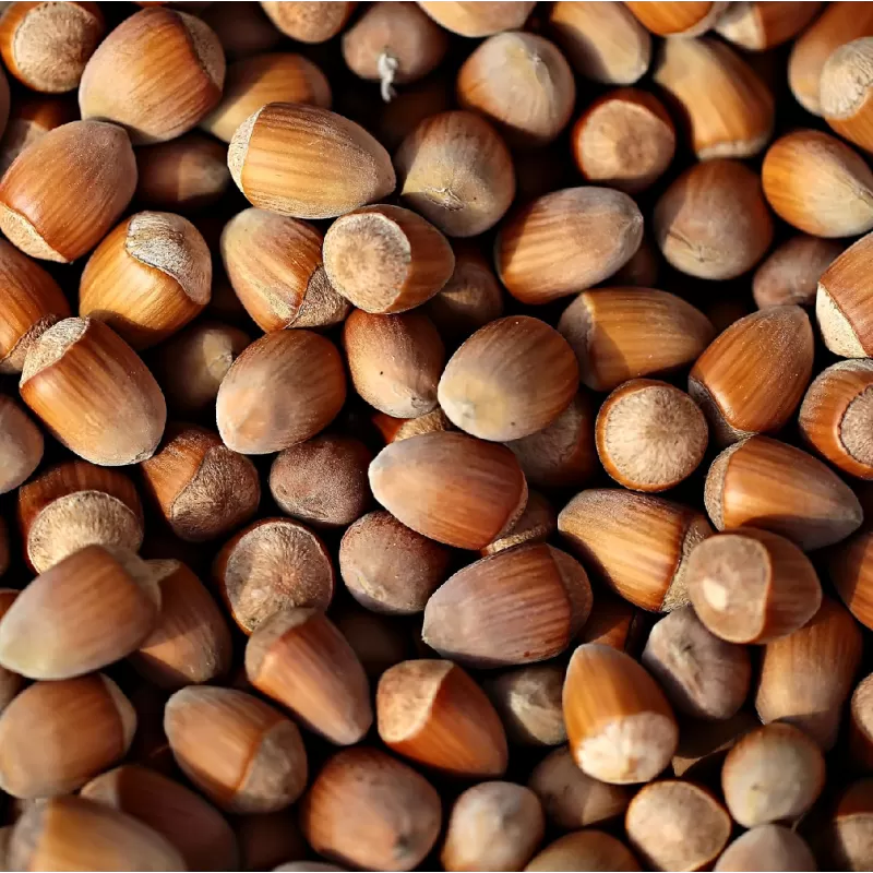 Lazdynas (skiepytas į turkinį lazdyną) - Corylus avellana LANGE SPAANSE